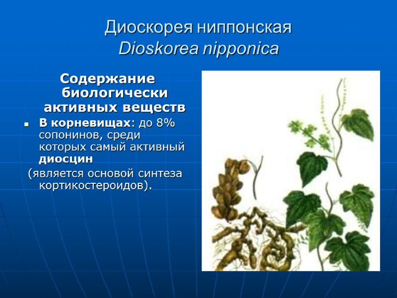 Диоскорея ниппонская Dioskorea nipponica Содержание биологически активных веществ В корневищах: до 8% сопонинов, среди